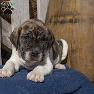 Harriet, Great Dane Puppy